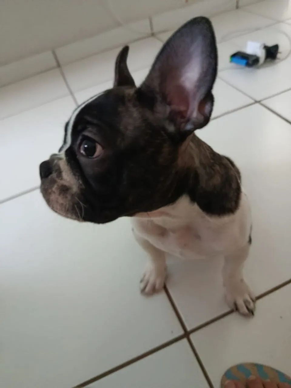 Bulldog Francês  macho - Foto 2