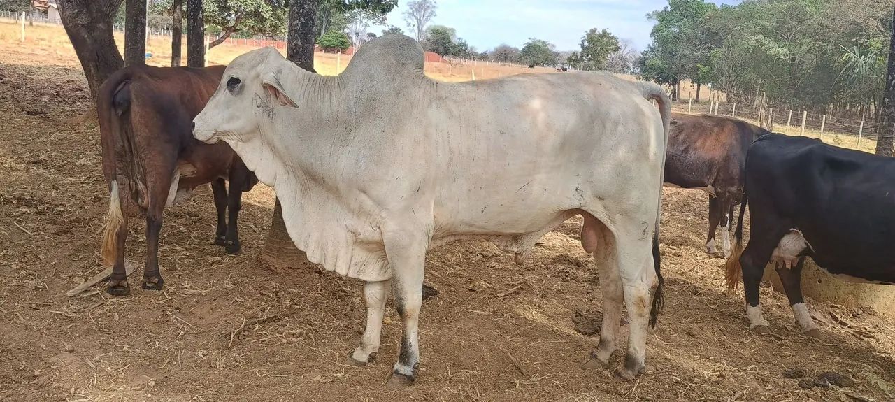 Boi Tabapuã  - Foto 2