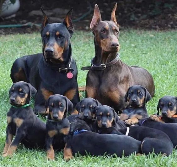 Doberman 
