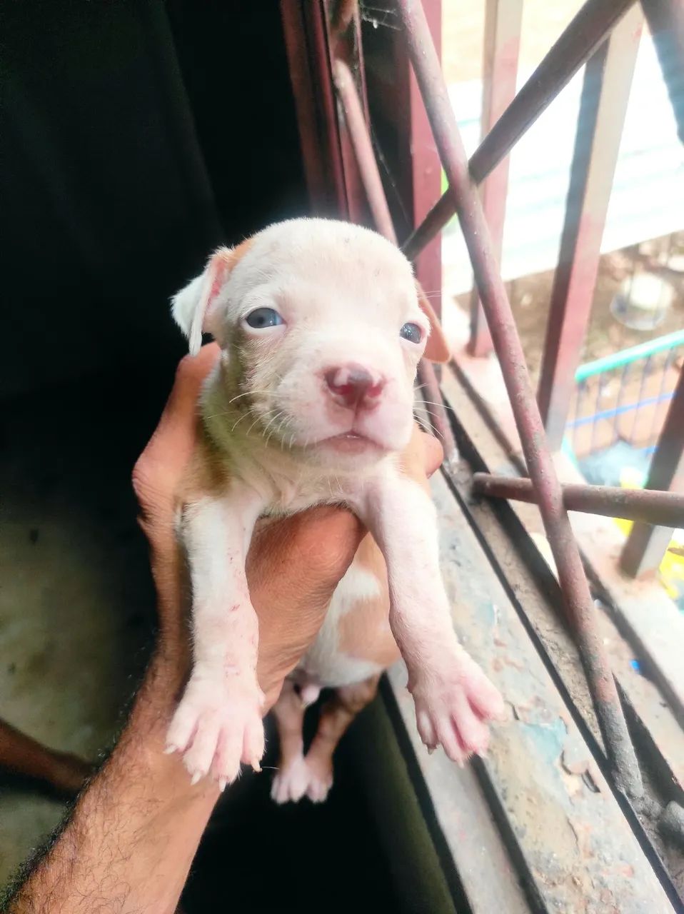 Cachorro  - Foto 2
