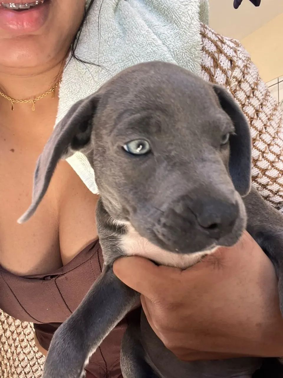 Filhote american bully - Foto 3
