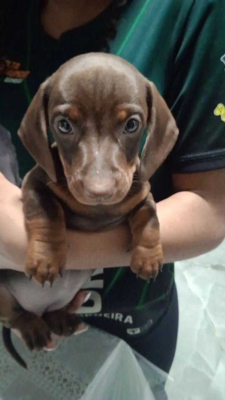 Filhotes de Daschshund  - Foto 3