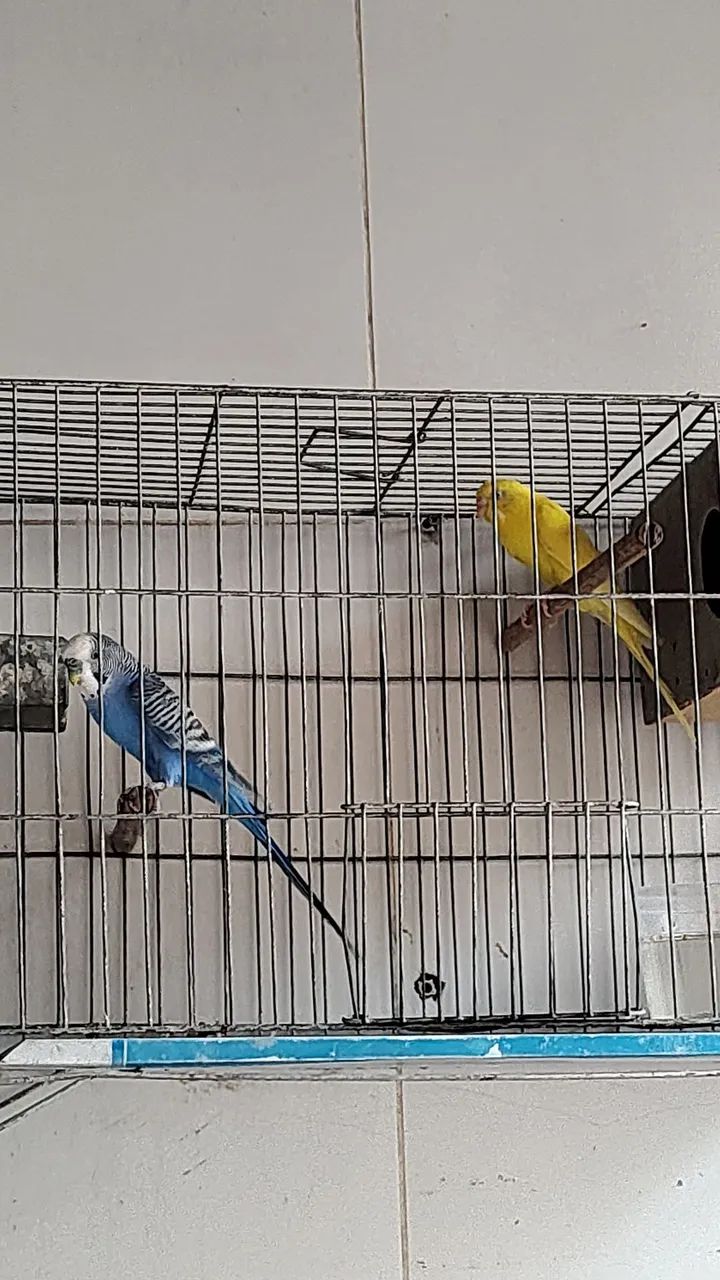 gaiolas e viveiros  - Foto 5