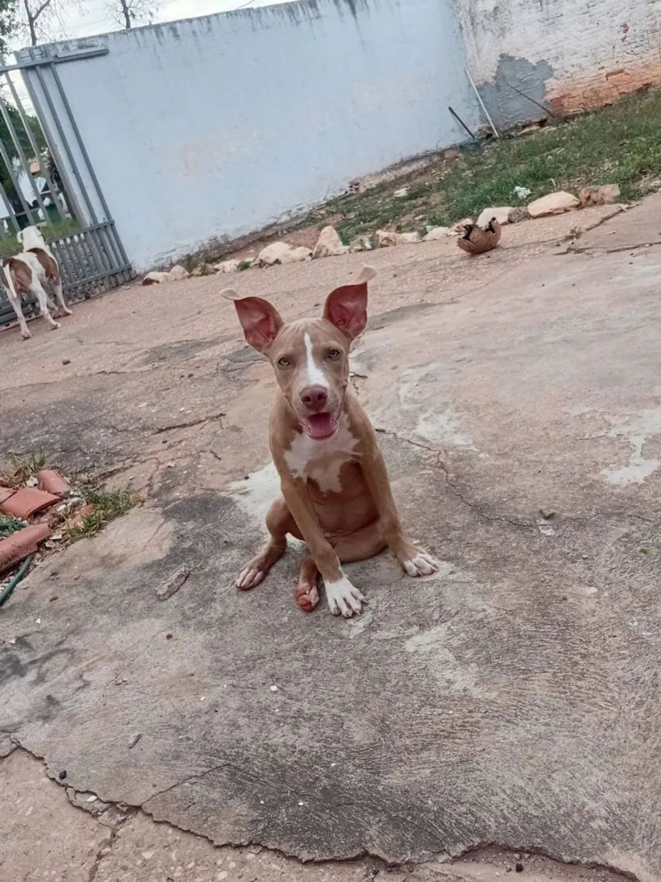 Pitbull  - Foto 2