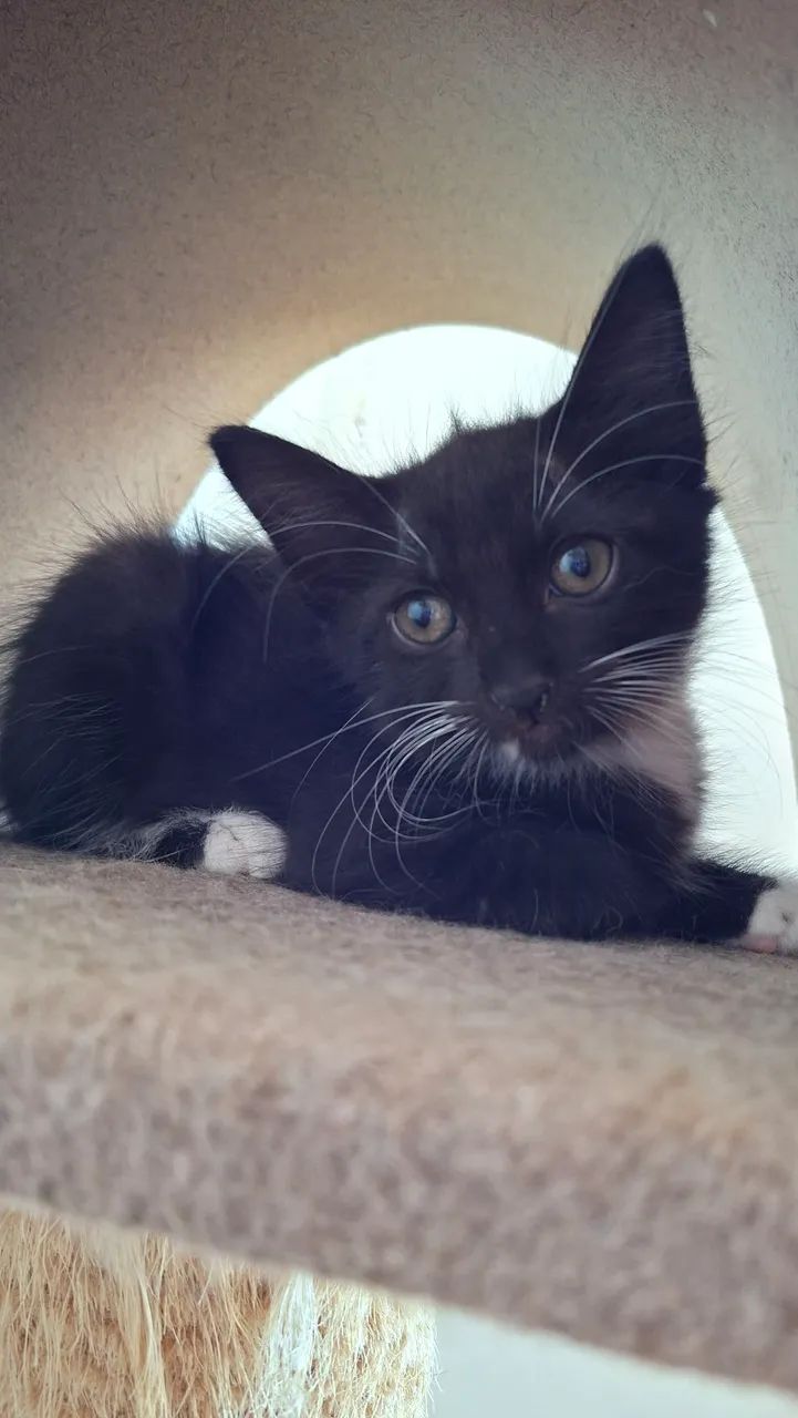 Doa-se lindos gatinhos  - Foto 3