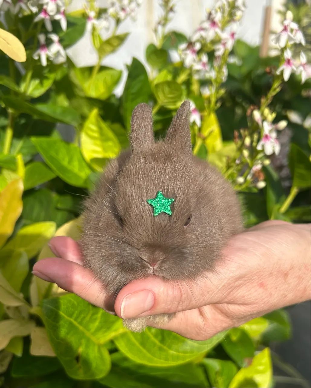 Mini Coelho - Netherland Anão - Foto 3