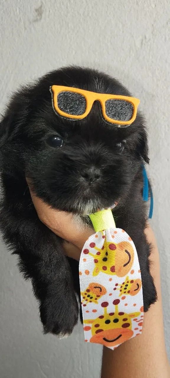 Shitzu pretinho  - Foto 4