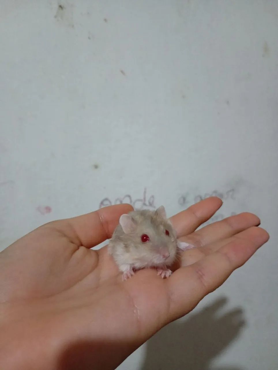 Hamster anão russo 