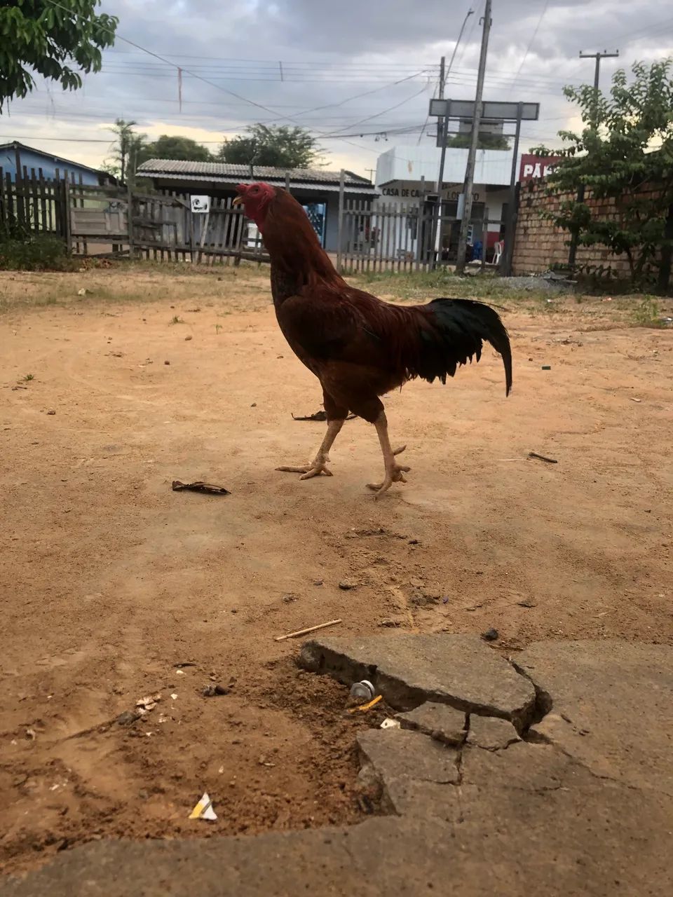 Vendo galo caipira  - Foto 2