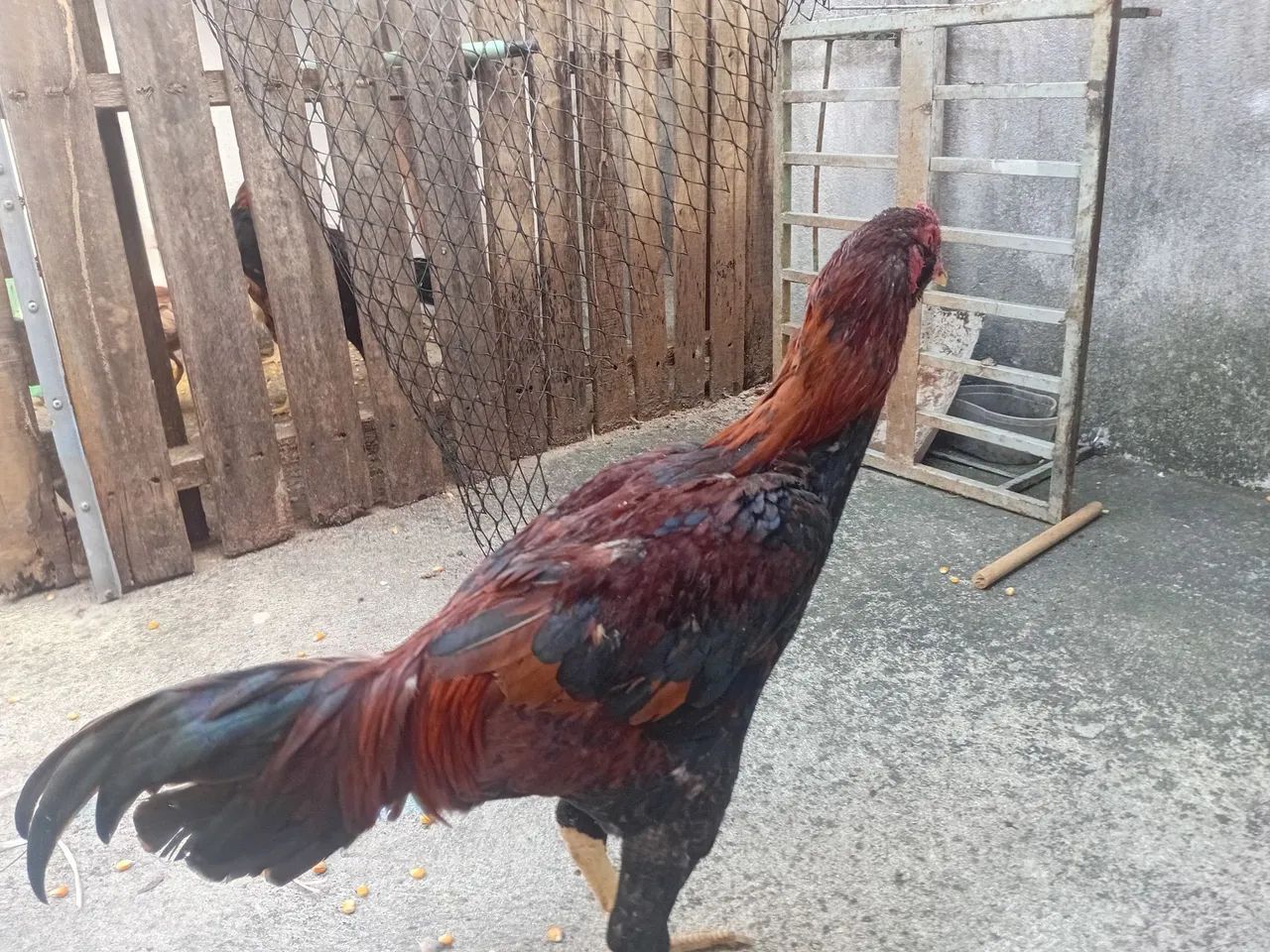 Frango caipira graudo - Foto 3