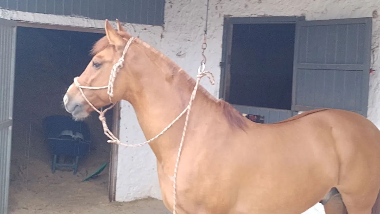 Cavalo crioulo  - Foto 5