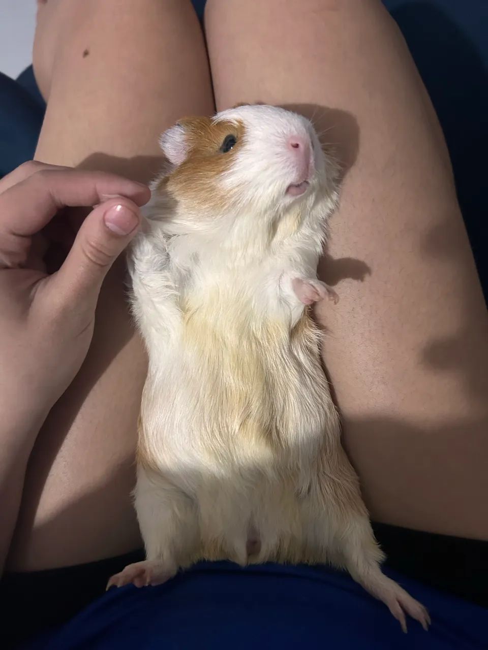 Doa-se porquinho da índia fêmea 5 meses  - Foto 3