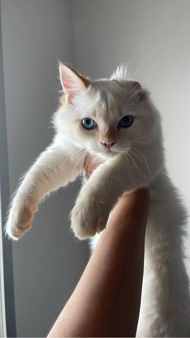 DOAÇÃO GATINHA  - Foto 4