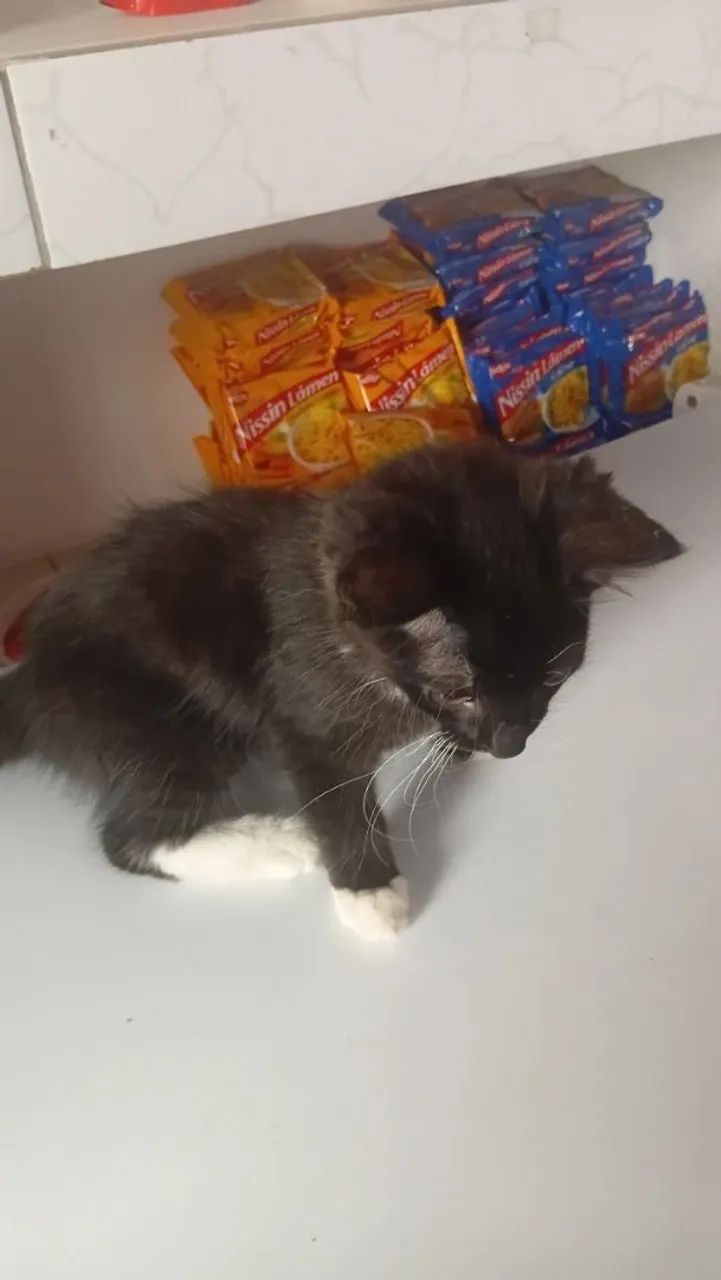 Gatos para doar