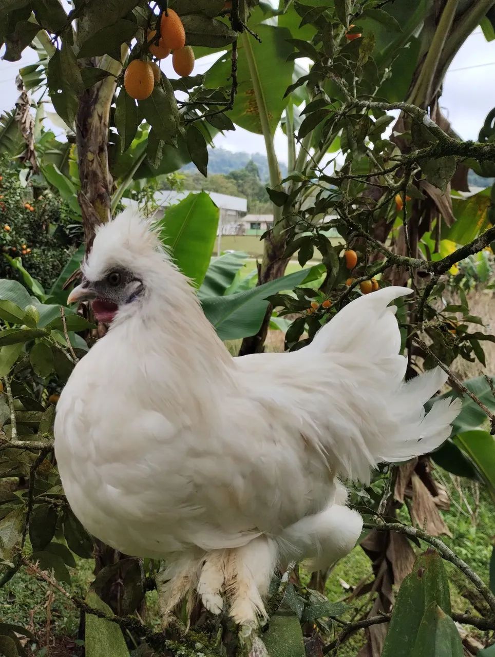 Galinha e galo  - Foto 3