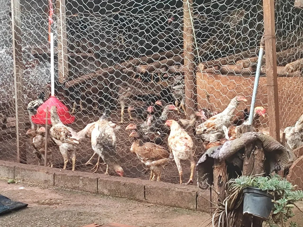 Frangos caipira puro