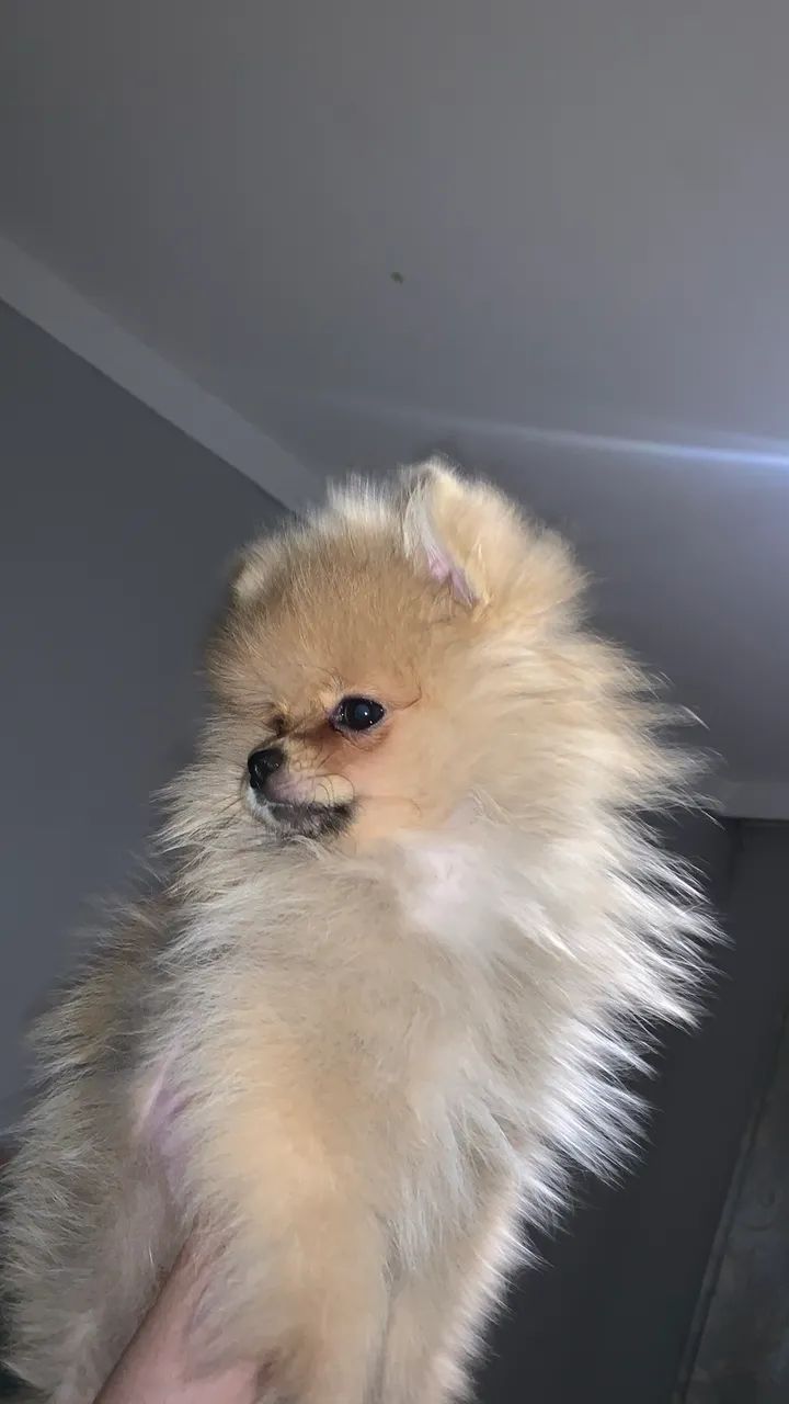 Lulu da Pomerania - Foto 2