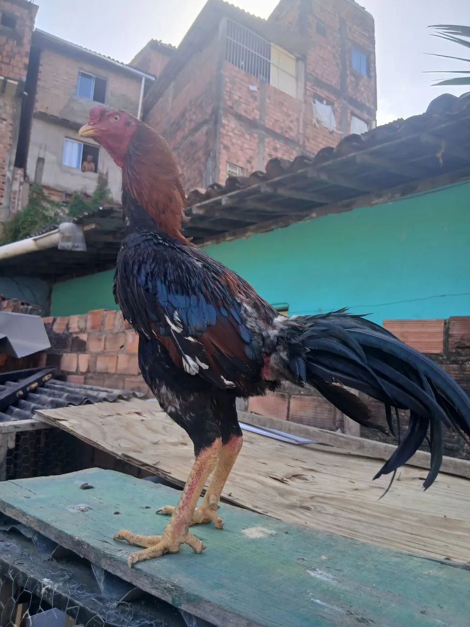 Galo - Foto 4
