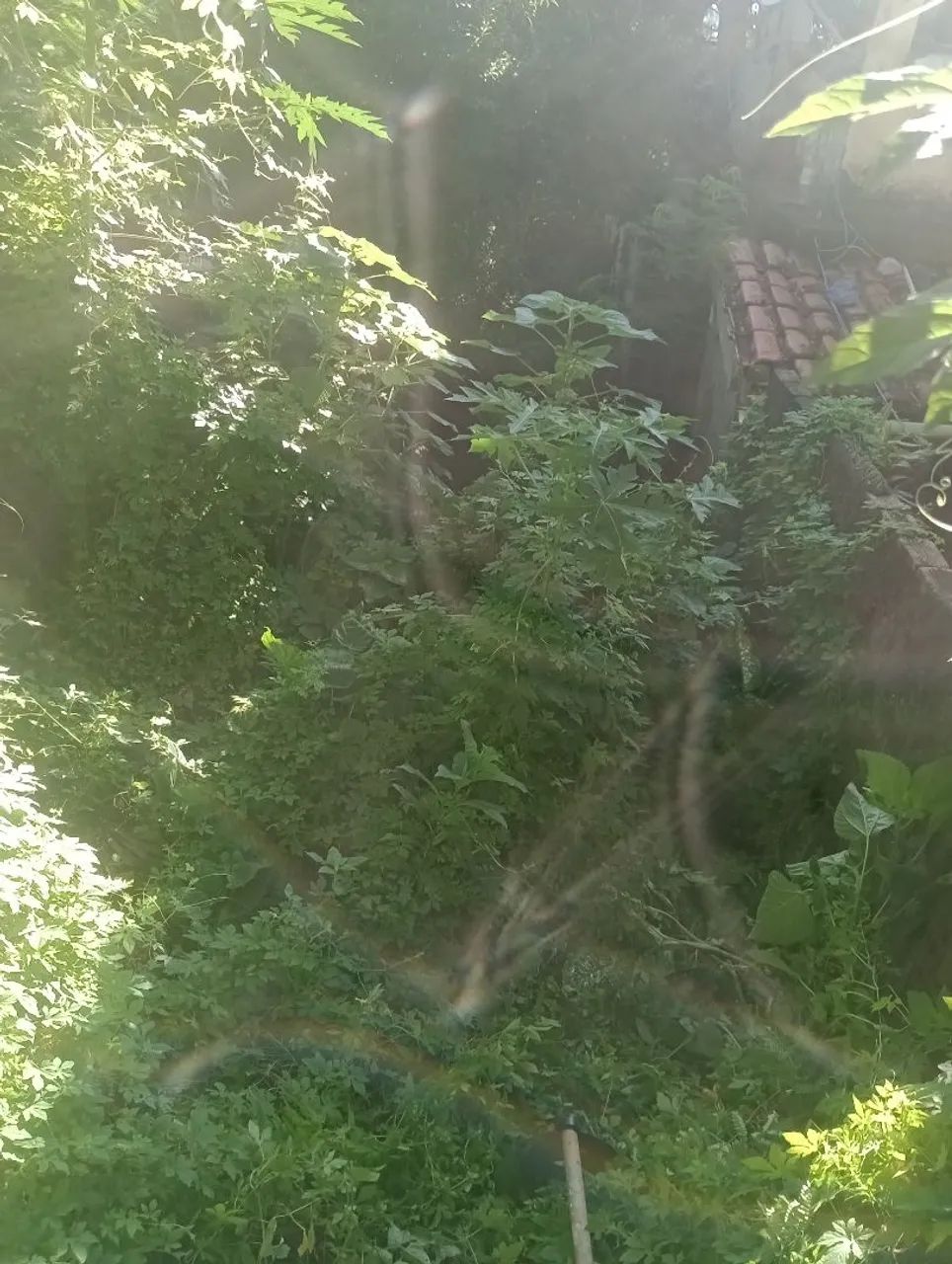 Faço capina  - Foto 3