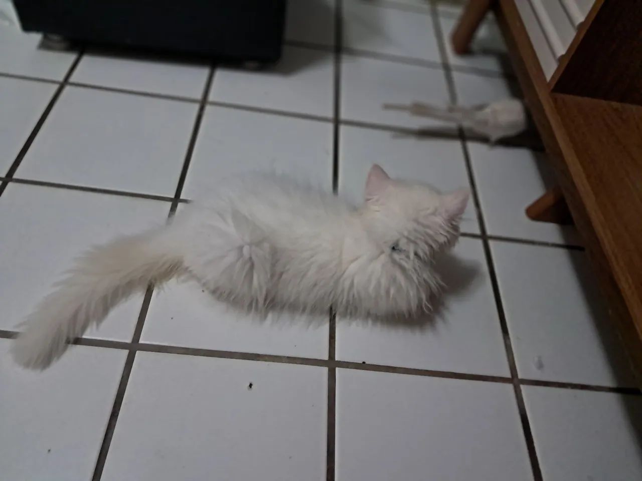 Gato persa - Foto 3