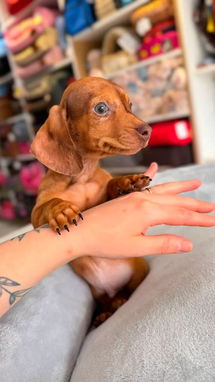 DASCHUND MINI MACHO  - Foto 4