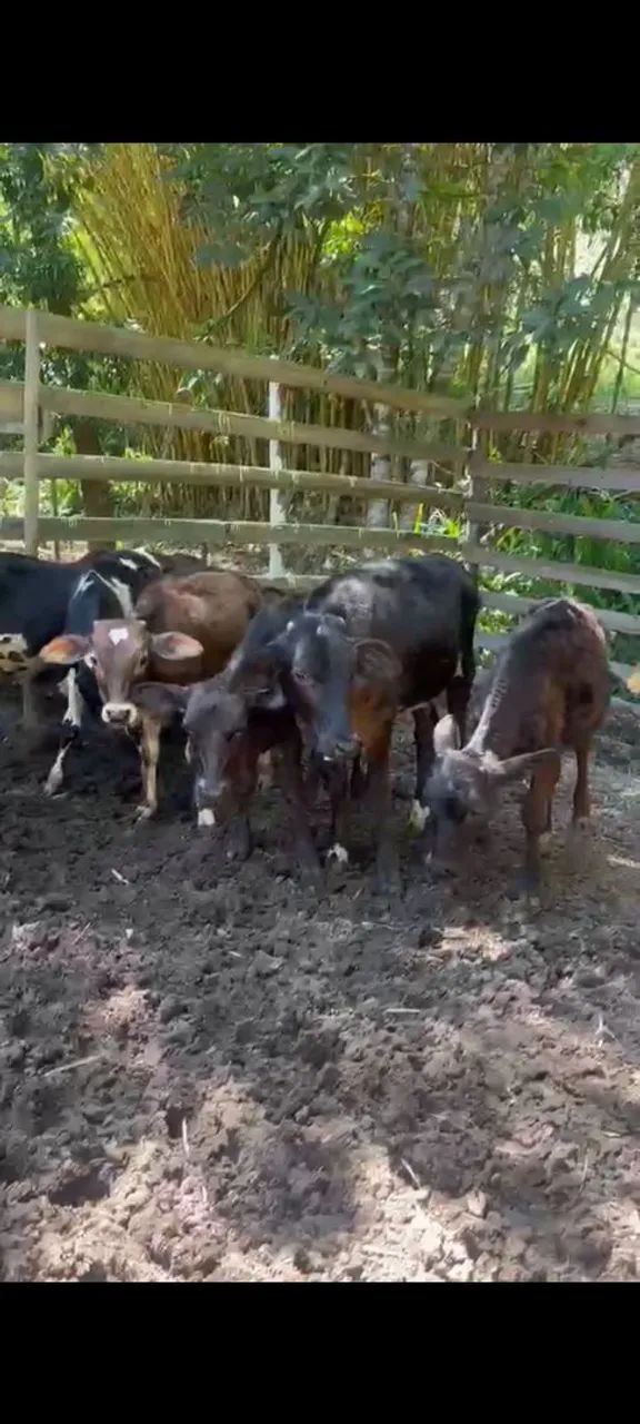 vendo bezerro macho !