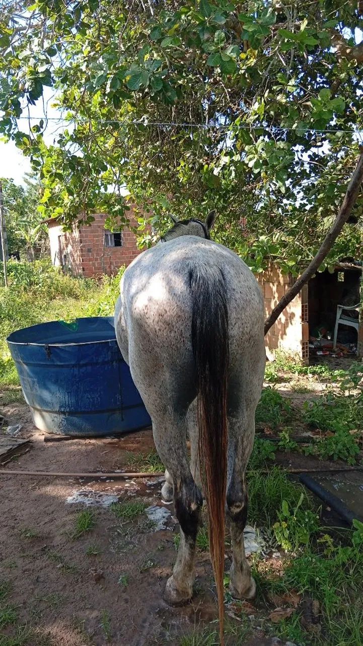 Cavalo mangalarga  - Foto 5