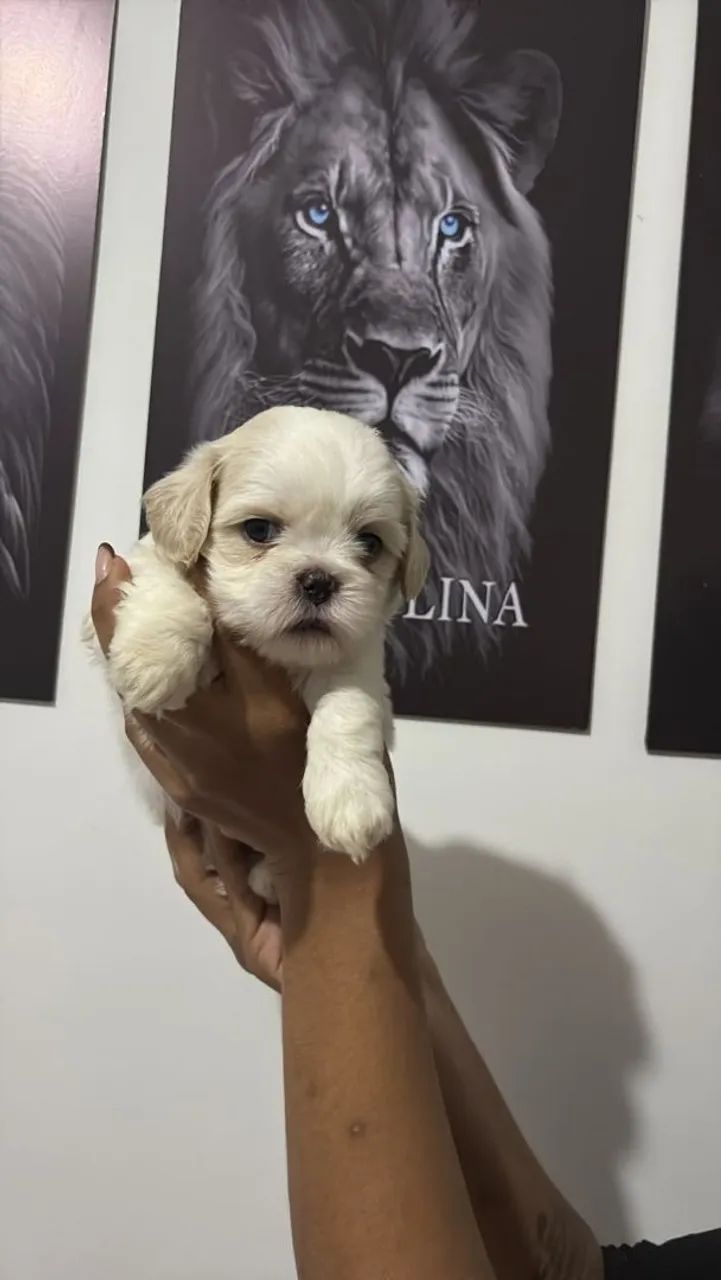Shih-tzu - Foto 4