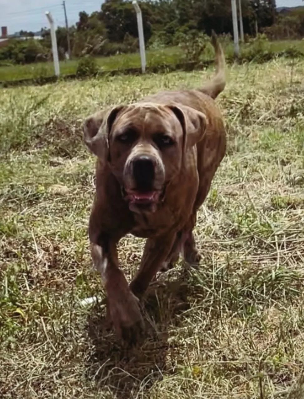 Cane corso fêmea  - Foto 4