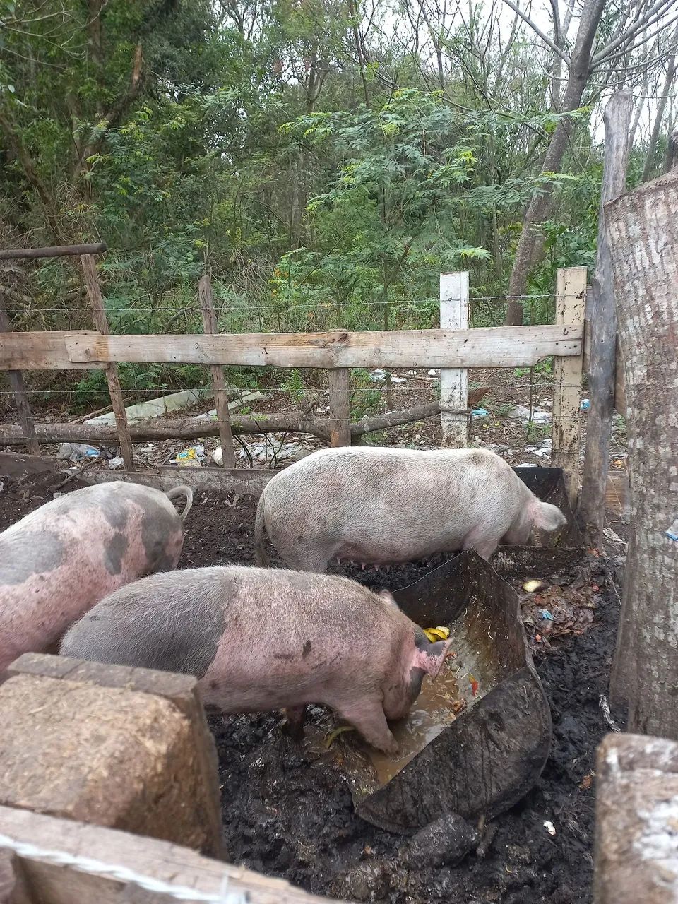 Vendo porcas  - Foto 4