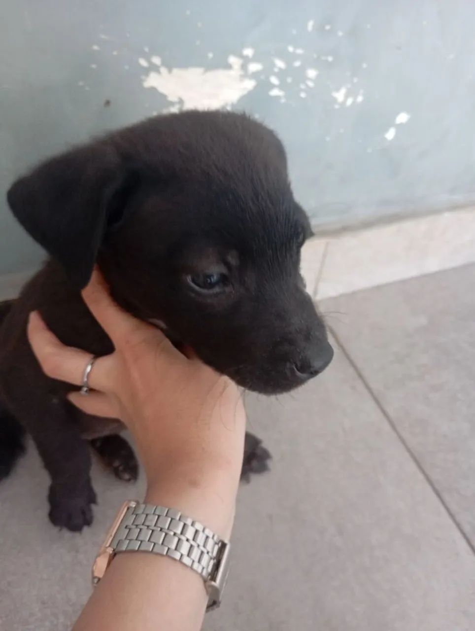 Doa-se filhote de labrador - Foto 2
