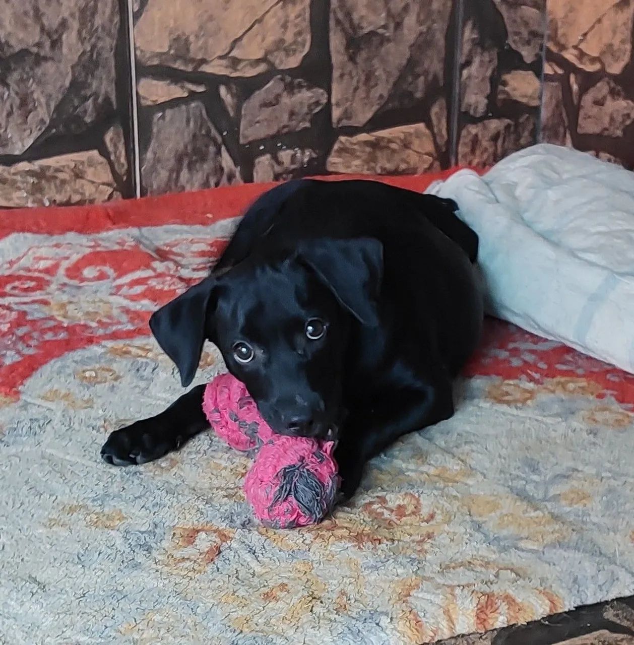 Cachorro para adoção 