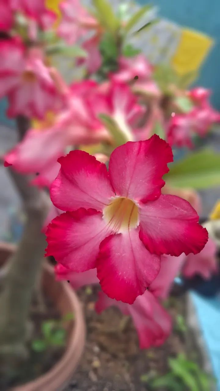 Vende- se Rosas do deserto  - Foto 4