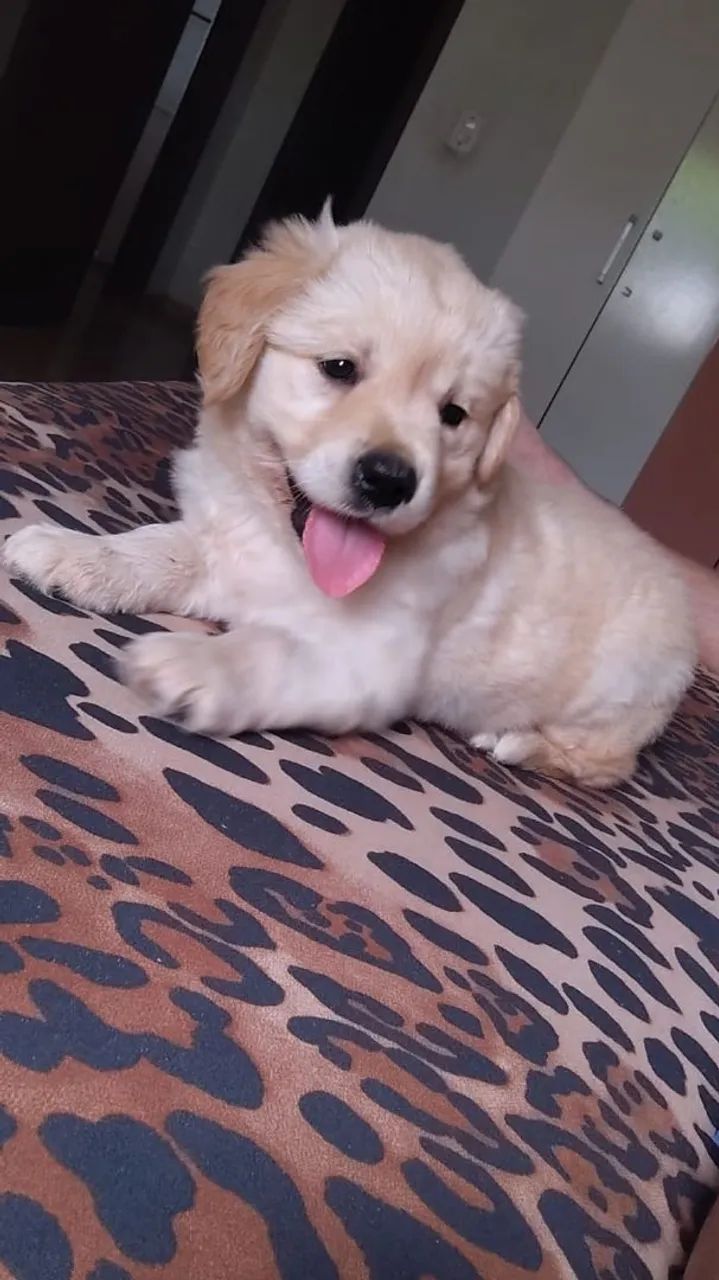  Golden Retriever  - Foto 3
