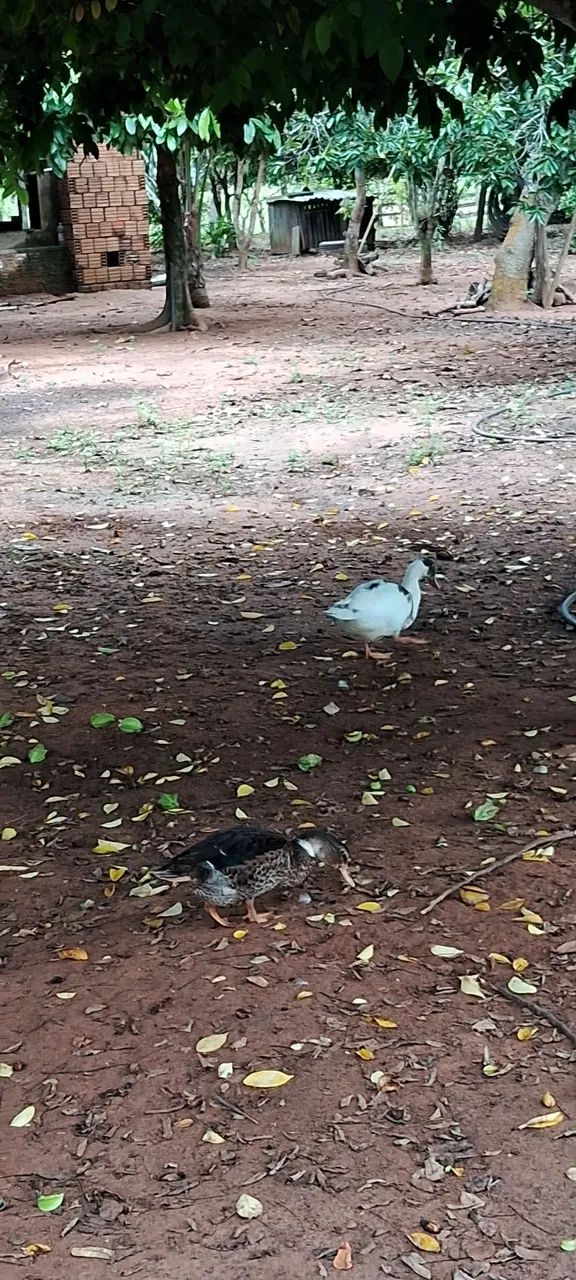 Vendo Peru e Marrecos! - Foto 5