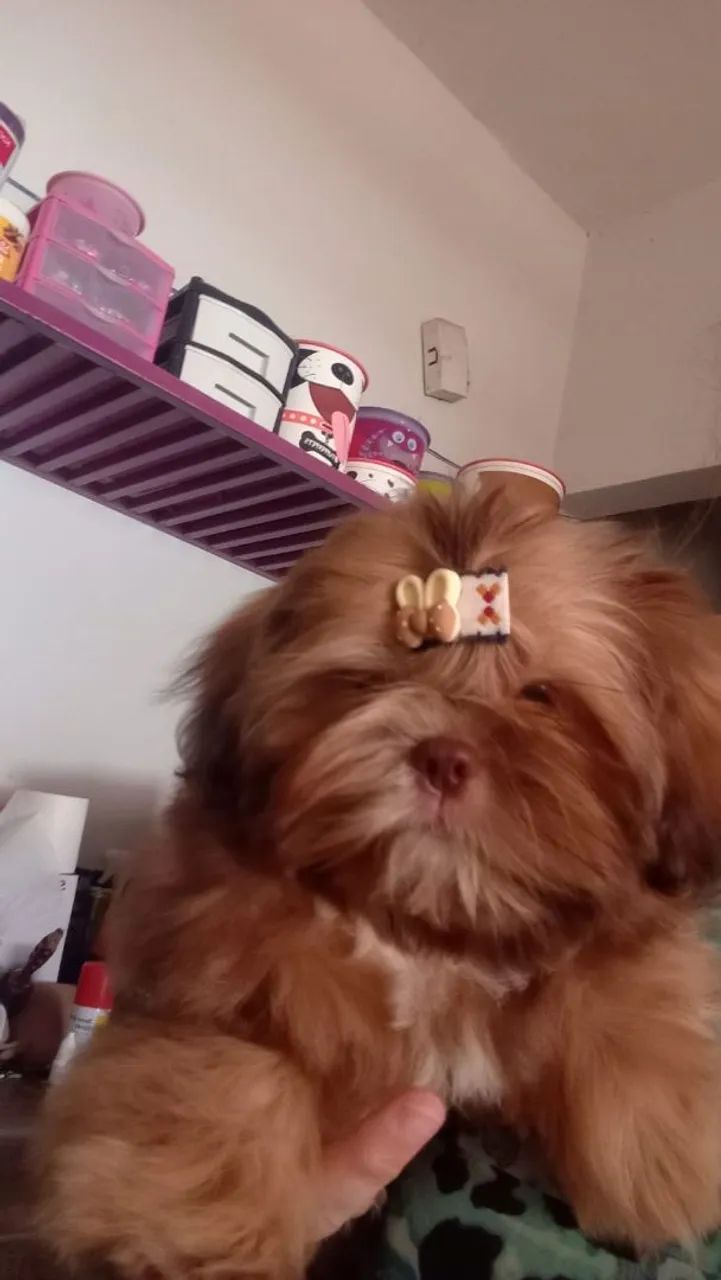 Shih Tzu machinho cor Rara 