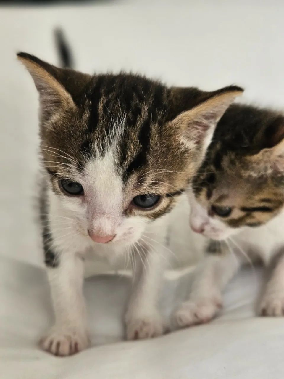 Gatinhos para adoção - Foto 5