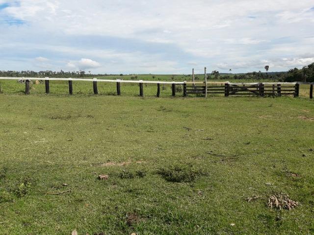 Fazenda de 261 alqueires, com 250 aberto 30 km de Nova Santa Helena -MT - Foto 14