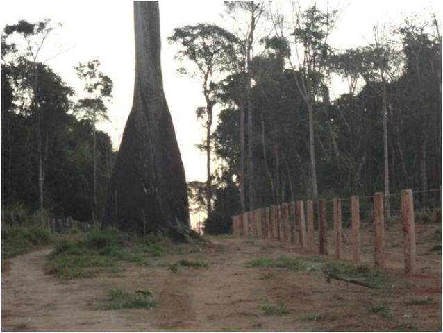 Área de Mato de 140 alqueires, 72 km de Castelo de Sonhos -PA - Foto 5