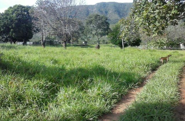 Lindo Sítio 20 alqueires em Formosa GO - Foto 14