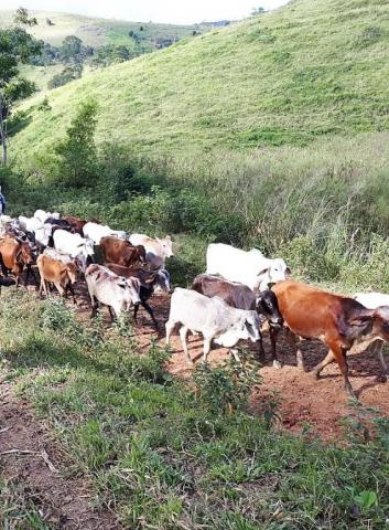 Fazenda Itagi 500 has - Foto 2