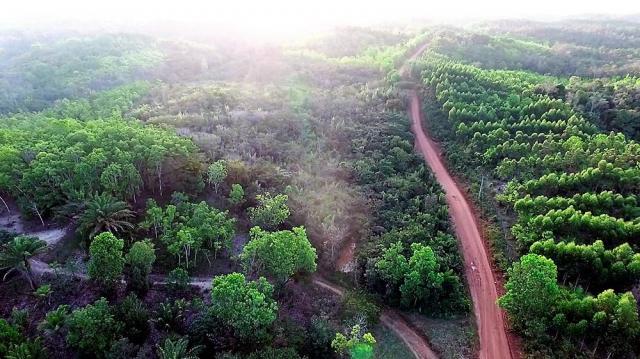 Fazenda em Igrapiuna com acesso ao mar - Foto 8