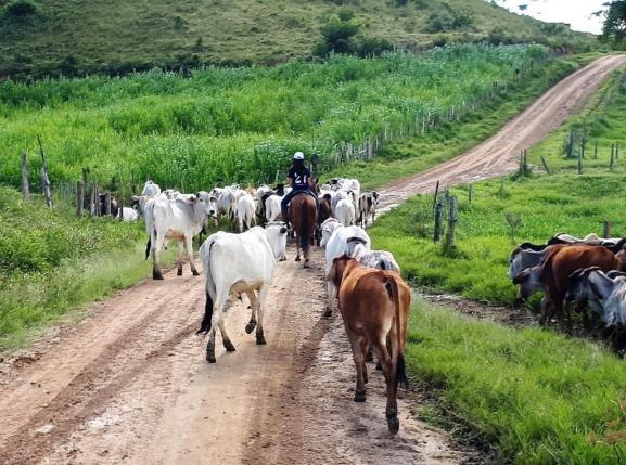 Fazenda Itagi 500 has - Foto 5