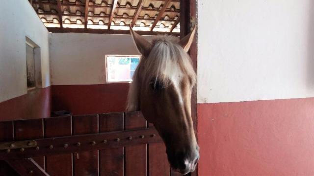 Haras em Louveira estruturado - Foto 4