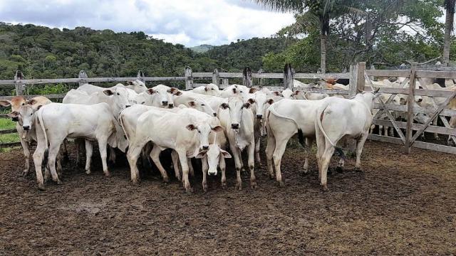 Fazenda 534 has em Tancredo Neves - Foto 3