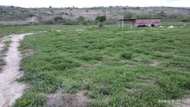 03 Hectares Com Água e Luz Em Chã Grande - PE - Foto 20