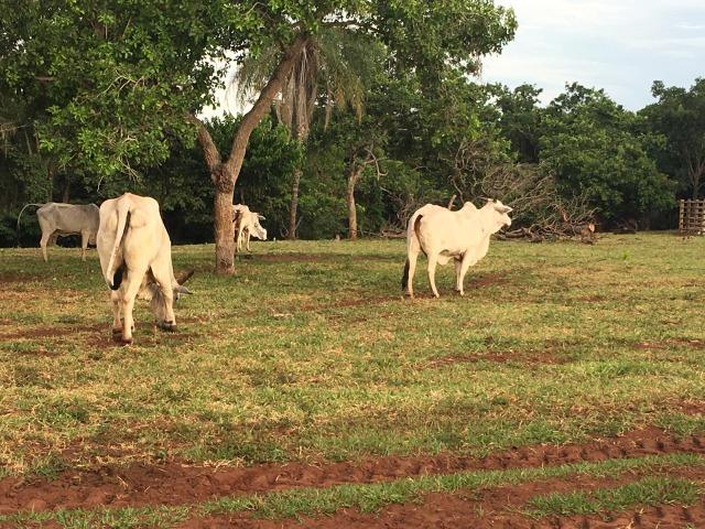 Linda fazenda com casa Sede - Foto 20