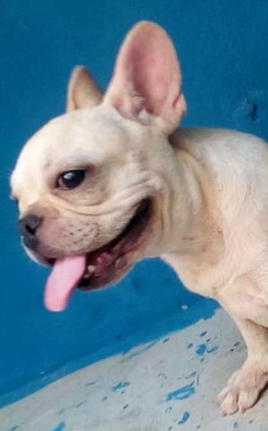 Bulldog francês