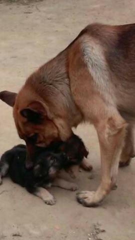 Filhote Husky/Akita Inú/Bichon Frisé/Maltes/Yorshire/Beagle/Rottweiler - Foto 5
