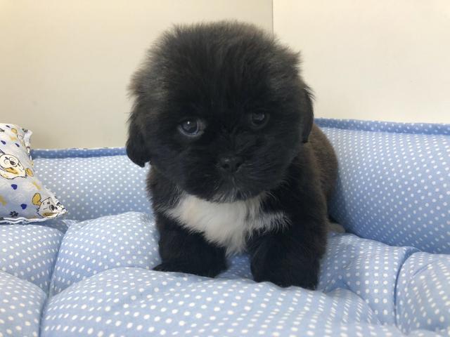 Lindos lhasa apso macho e fêmea hoje no filhotes mimados São José